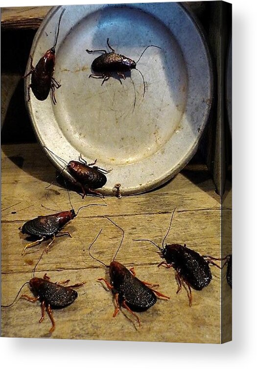 Roaches Acrylic Print featuring the mixed media Licking it Clean by R Allen Swezey