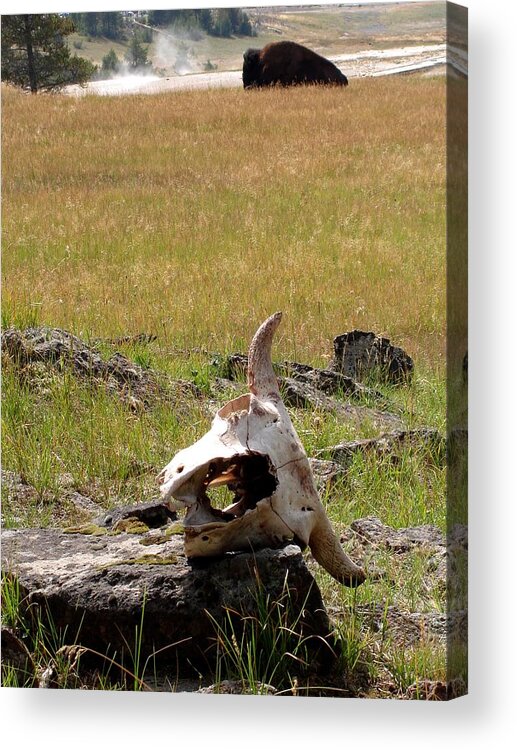 Landscape Acrylic Print featuring the photograph Life of a Buffalo by Richard Deurer