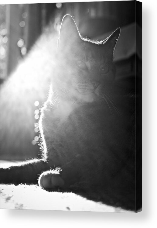 Cat Acrylic Print featuring the photograph Light Through the Window by Rachel Morrison