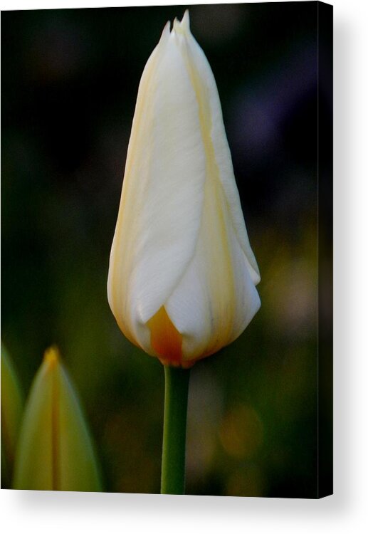 Spring Acrylic Print featuring the photograph Lighter Shade of Pale by Wild Thing