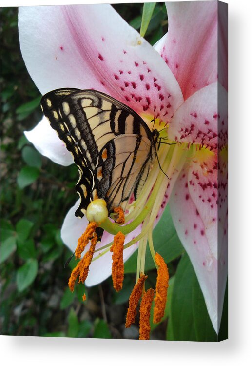Butterfly Acrylic Print featuring the photograph Liliy Stalker by Susan Esbensen