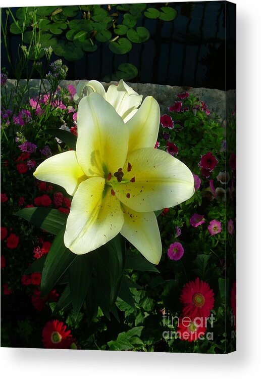 Lily Acrylic Print featuring the painting Lily Upon the Pond by Alex Blaha