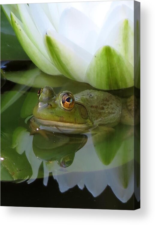 Animal Acrylic Print featuring the photograph Lilyfrog - Frog with Water Lily by MTBobbins Photography