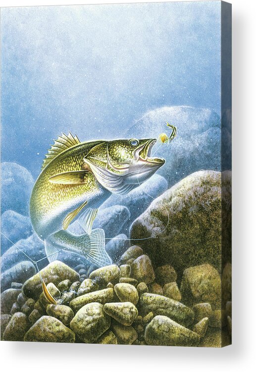 Jon Q Wright Acrylic Print featuring the painting Lindy Walleye by JQ Licensing