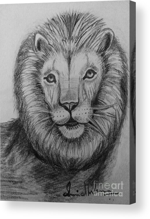 Sketch Lion Acrylic Print featuring the painting Lion by Brindha Naveen