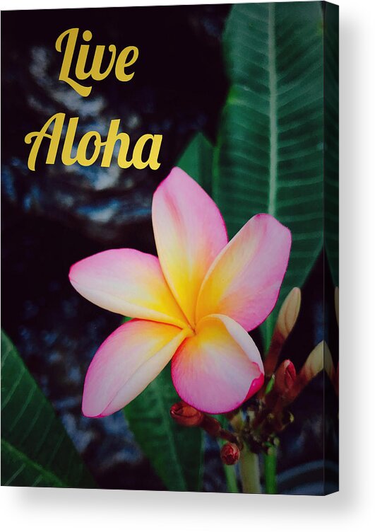 Live Acrylic Print featuring the photograph Live Aloha by Steph Gabler