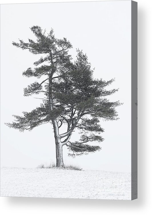 Pine Tree Acrylic Print featuring the photograph Lone Pine in Winter Storm by Barbara McMahon