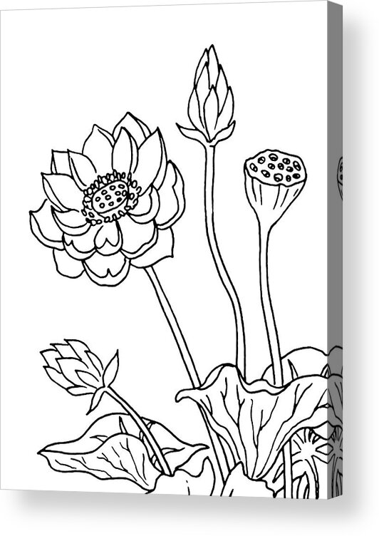 Lotus Acrylic Print featuring the drawing Lotus Flowers Drawing by Irina Sztukowski