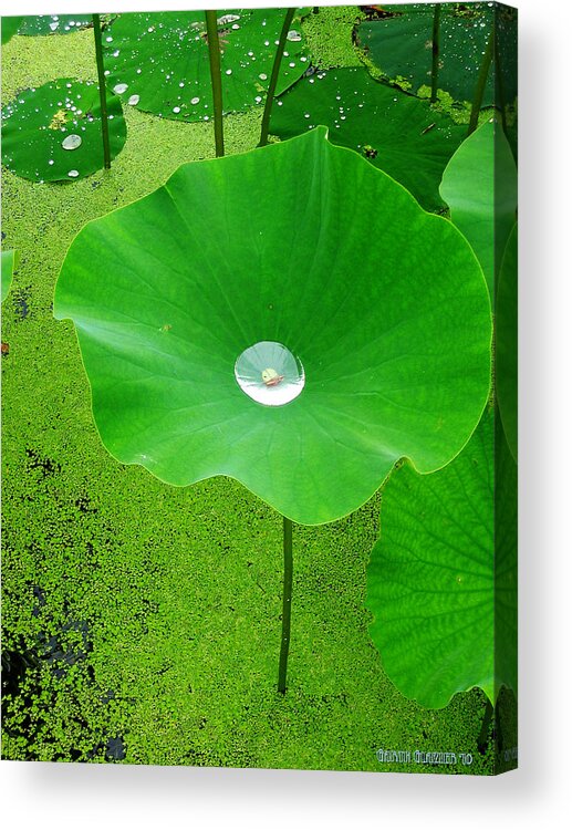 Lotus Flower Acrylic Print featuring the photograph Lotus Pond by Garth Glazier