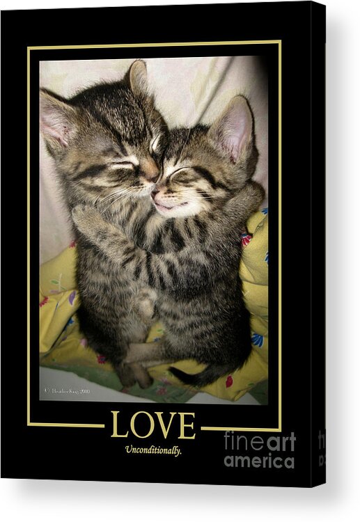 Cats Acrylic Print featuring the photograph Love by Heather King