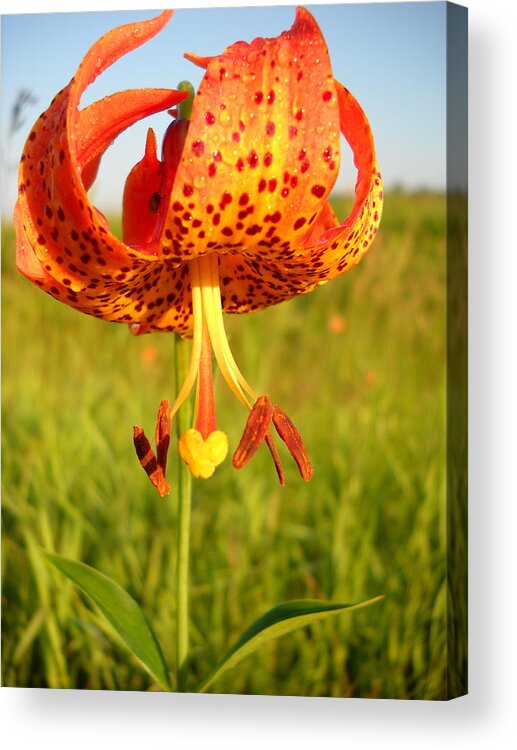 Floral Acrylic Print featuring the photograph Lovely Orange Spotted Tiger Lily by Kent Lorentzen