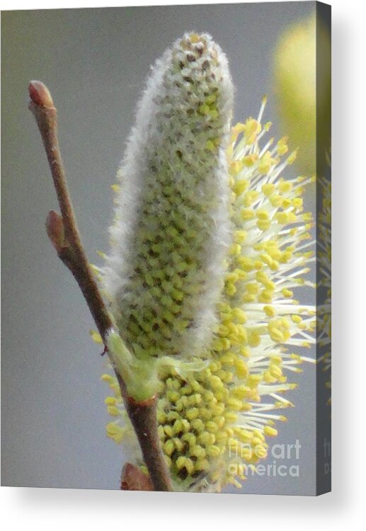 Spring Acrylic Print featuring the photograph Lovely spring by Karin Ravasio