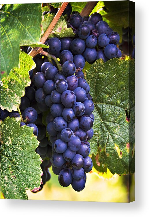 Grapes Acrylic Print featuring the photograph Luscious Grape Cluster by Marion McCristall