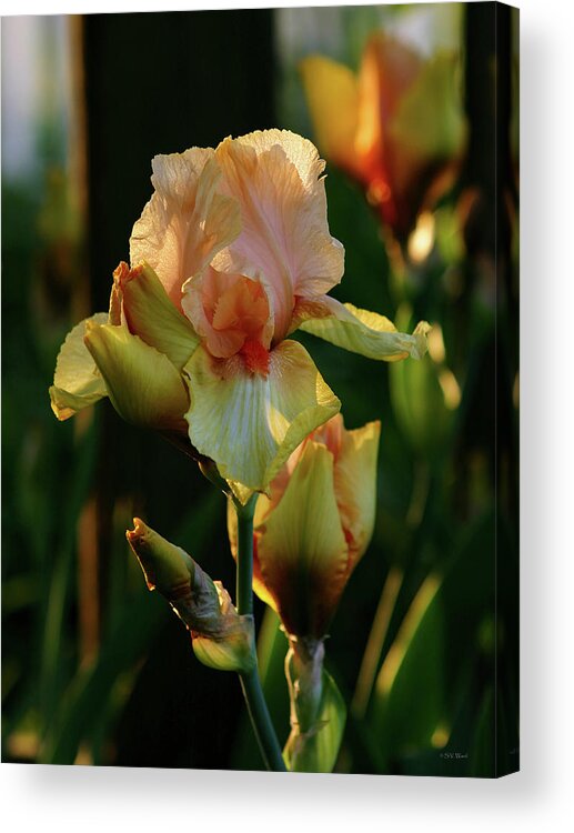 Luxurious Acrylic Print featuring the photograph Luxurious Nature 6764 H_2 by Steven Ward