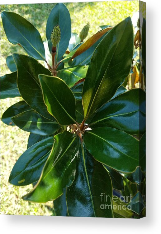 Magnolia Sprig Acrylic Print featuring the photograph Magnolia Sprig by Maria Urso