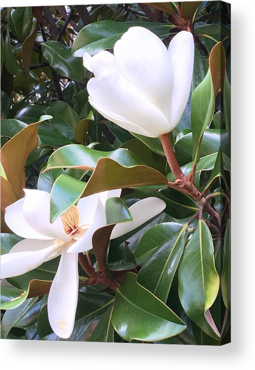 Magnolias Acrylic Print featuring the photograph Magnolias for Two by Pamela Henry