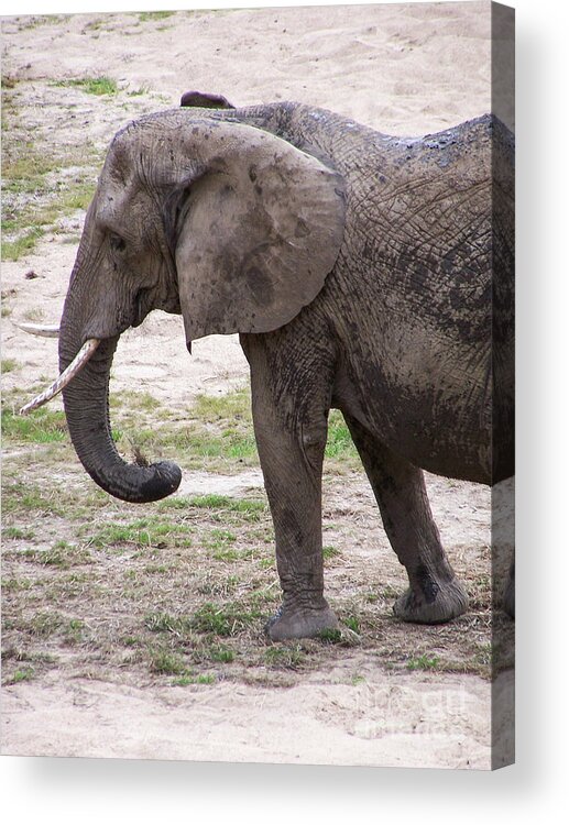 Elephant Acrylic Print featuring the photograph Majestic Elephant by Stephanie Hanson