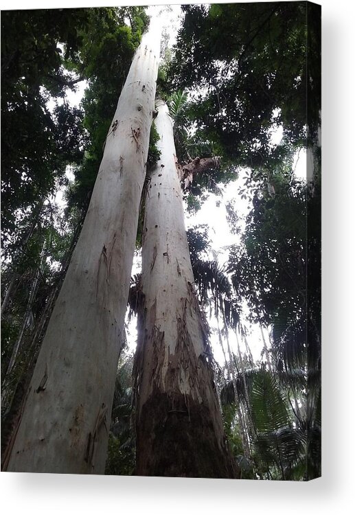 Photography Acrylic Print featuring the photograph Mary Cairncross Rainforest by Cassy Allsworth