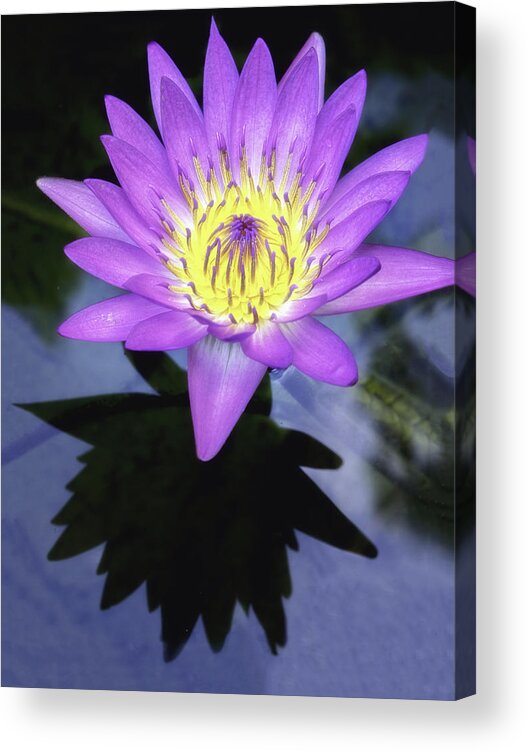 Aquatic Acrylic Print featuring the photograph Beautiful reflection of waterlily in a pond. by Usha Peddamatham