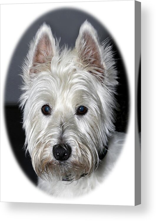 Purebred Acrylic Print featuring the photograph Mischievous Westie Dog by Bob Slitzan