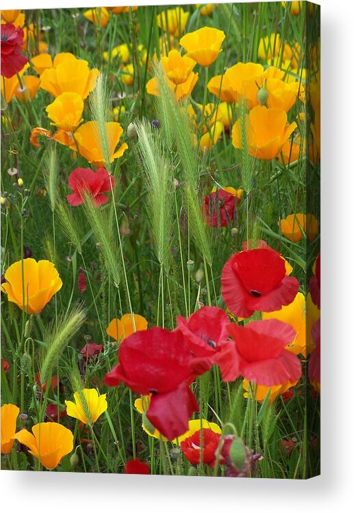 Poppies Acrylic Print featuring the photograph Mixed Poppies by Gene Ritchhart
