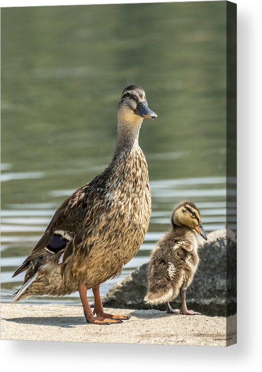 Loree Johnson Acrylic Print featuring the photograph Mom and Me by Loree Johnson