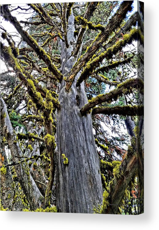 Kings Hill Acrylic Print featuring the digital art Monster Tree by Susan Kinney