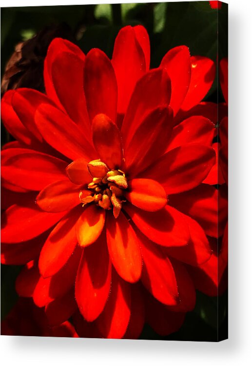 Art Acrylic Print featuring the photograph Morning Star by Jeff Iverson