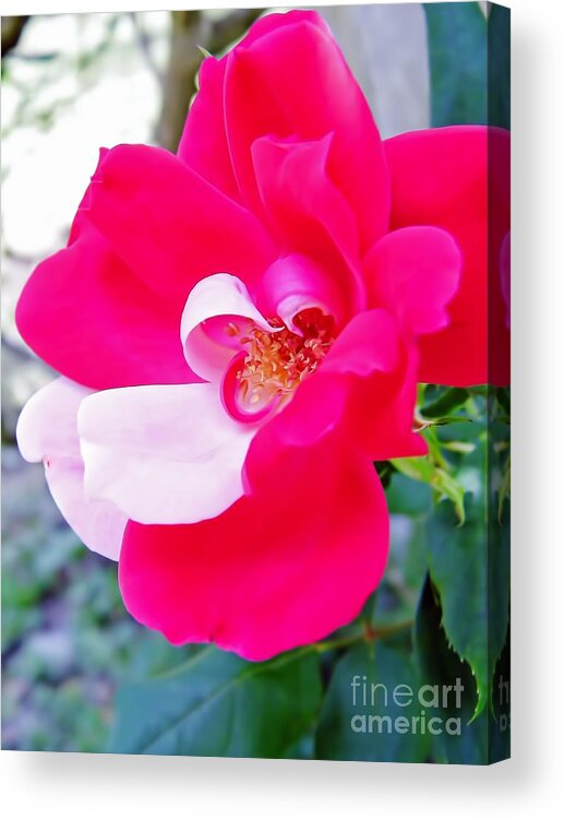 Rose Acrylic Print featuring the photograph Mother - Natures - Best by D Hackett