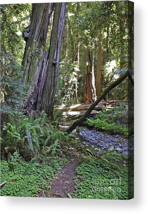 Trees Acrylic Print featuring the photograph Muir Woods Beauty by Joyce Creswell