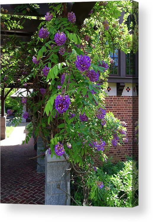Garden Acrylic Print featuring the painting Native Wisteria Vine I by Angela Annas