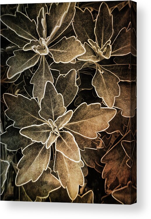 Smart Phone Photo Acrylic Print featuring the photograph Natures Patterns by Jill Love