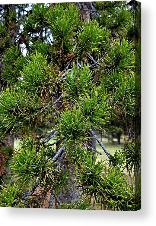 Kings Hill Acrylic Print featuring the digital art Needles 1 by Susan Kinney