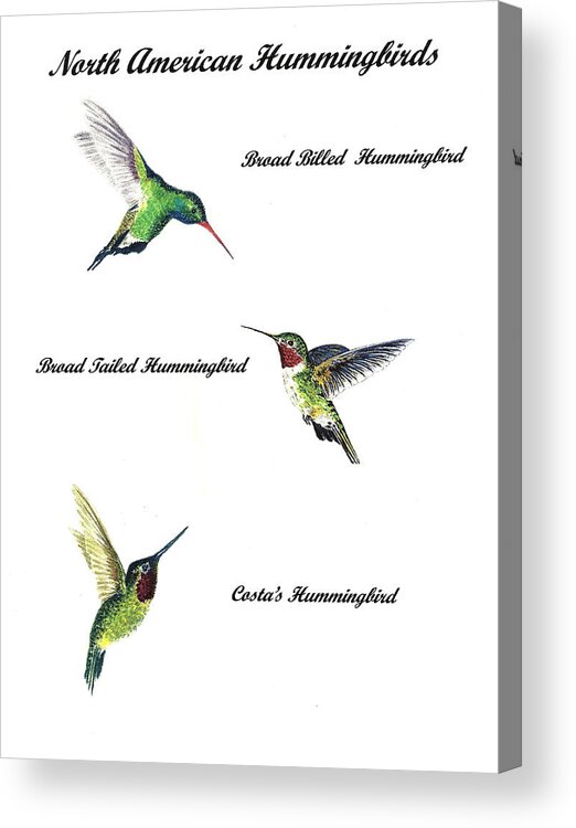 Animals Acrylic Print featuring the painting North American Hummingbirds by Michael Vigliotti