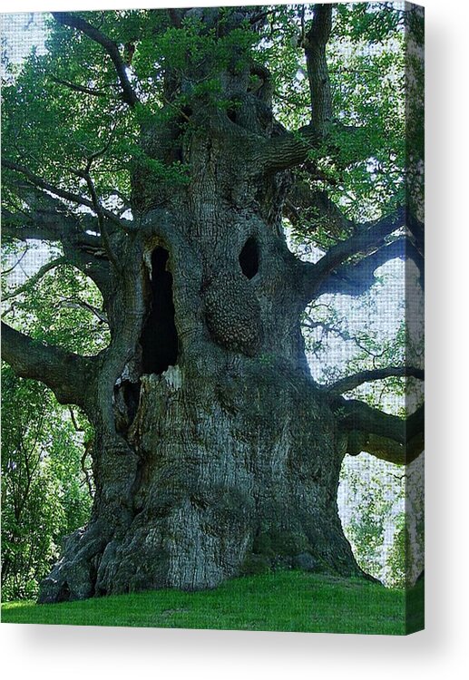Tree Acrylic Print featuring the photograph Old Man Tree by Digital Art Cafe