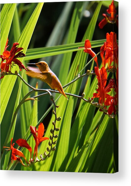Humming Bird Acrylic Print featuring the photograph On a Mission by Wayne Enslow