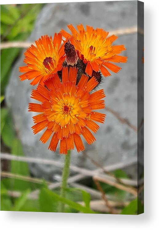 Lupins Acrylic Print featuring the photograph Orange Hawkweed by Michael Graham