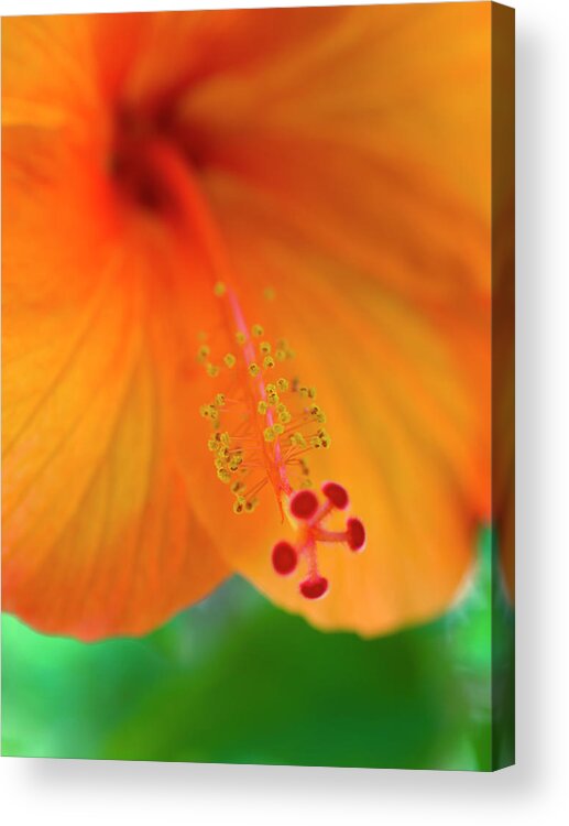 Hibiscus Acrylic Print featuring the photograph Orange Hibiscus by Christopher Johnson