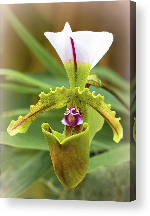 Selby Acrylic Print featuring the photograph Orchid Allure by Richard Goldman