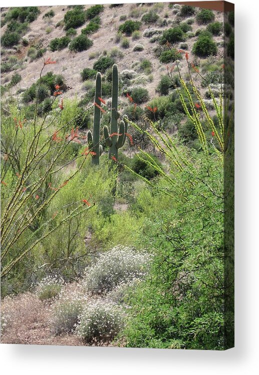 Saguaro Cactus Acrylic Print featuring the photograph Outcomes by Judith Lauter