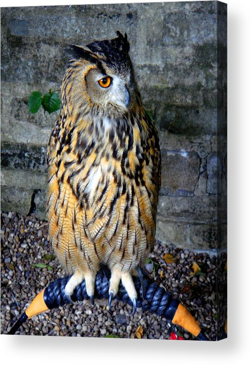 Owl Acrylic Print featuring the photograph Owl by Roberto Alamino