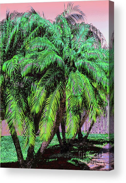 Palm Tree Acrylic Print featuring the photograph Palm 1002 by Corinne Carroll