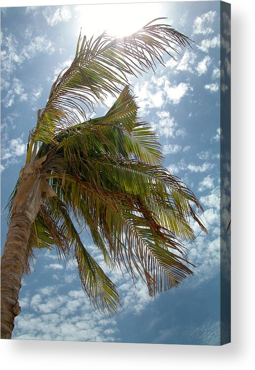 Palm Tree Acrylic Print featuring the photograph Palms Against the Sky - Mexico by Frank Mari