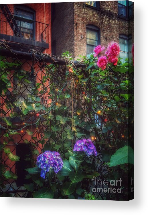 Roses Acrylic Print featuring the photograph Paradise by the Backyard Gate - City Garden by Miriam Danar