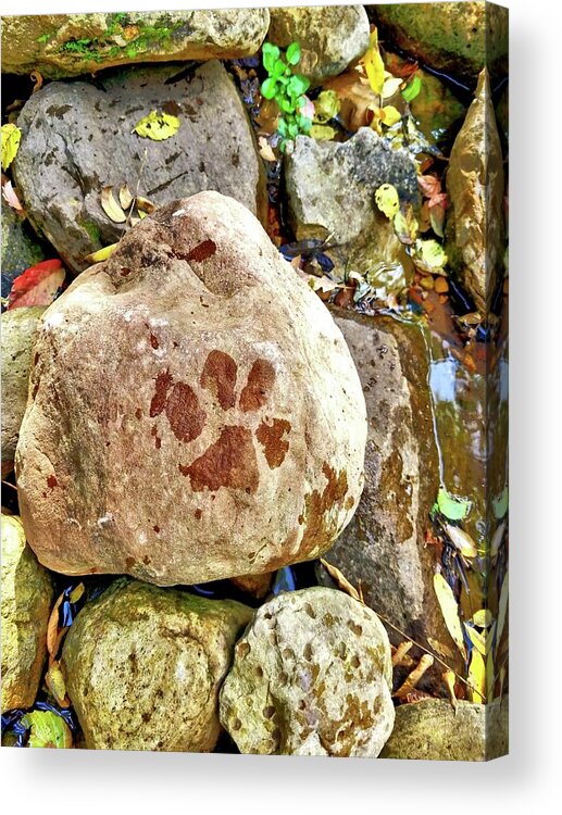 Puppy Acrylic Print featuring the photograph Paws on the rocks by Bonny Puckett