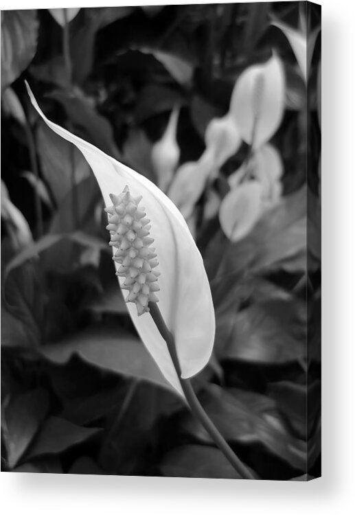 Spathiphyllum Cochlearispathum Acrylic Print featuring the photograph Peace Lily by Jeff Breiman