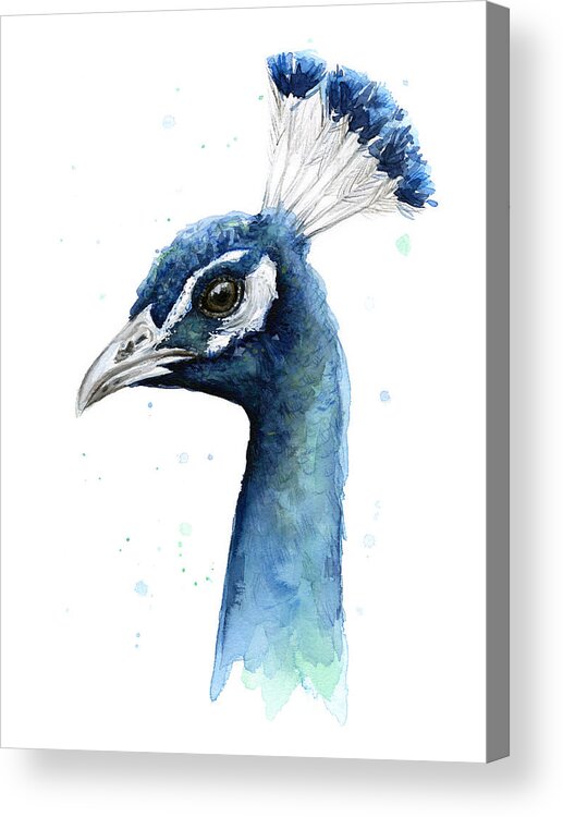 Watercolor Peacock Acrylic Print featuring the painting Peacock Watercolor by Olga Shvartsur