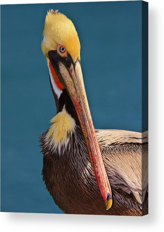 Pelican Acrylic Print featuring the photograph Pelican by Beth Sargent