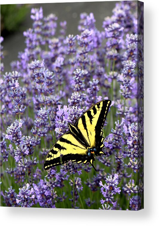Butterfly Acrylic Print featuring the photograph Perfect Imperfection by Marie Neder