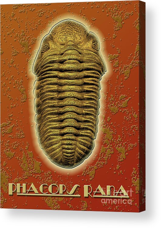Trilobite Acrylic Print featuring the photograph Phacops Rana Crassituberculata by Melissa A Benson